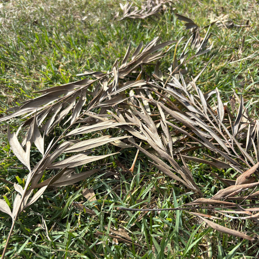 Testing new leaves for Ecoprinting