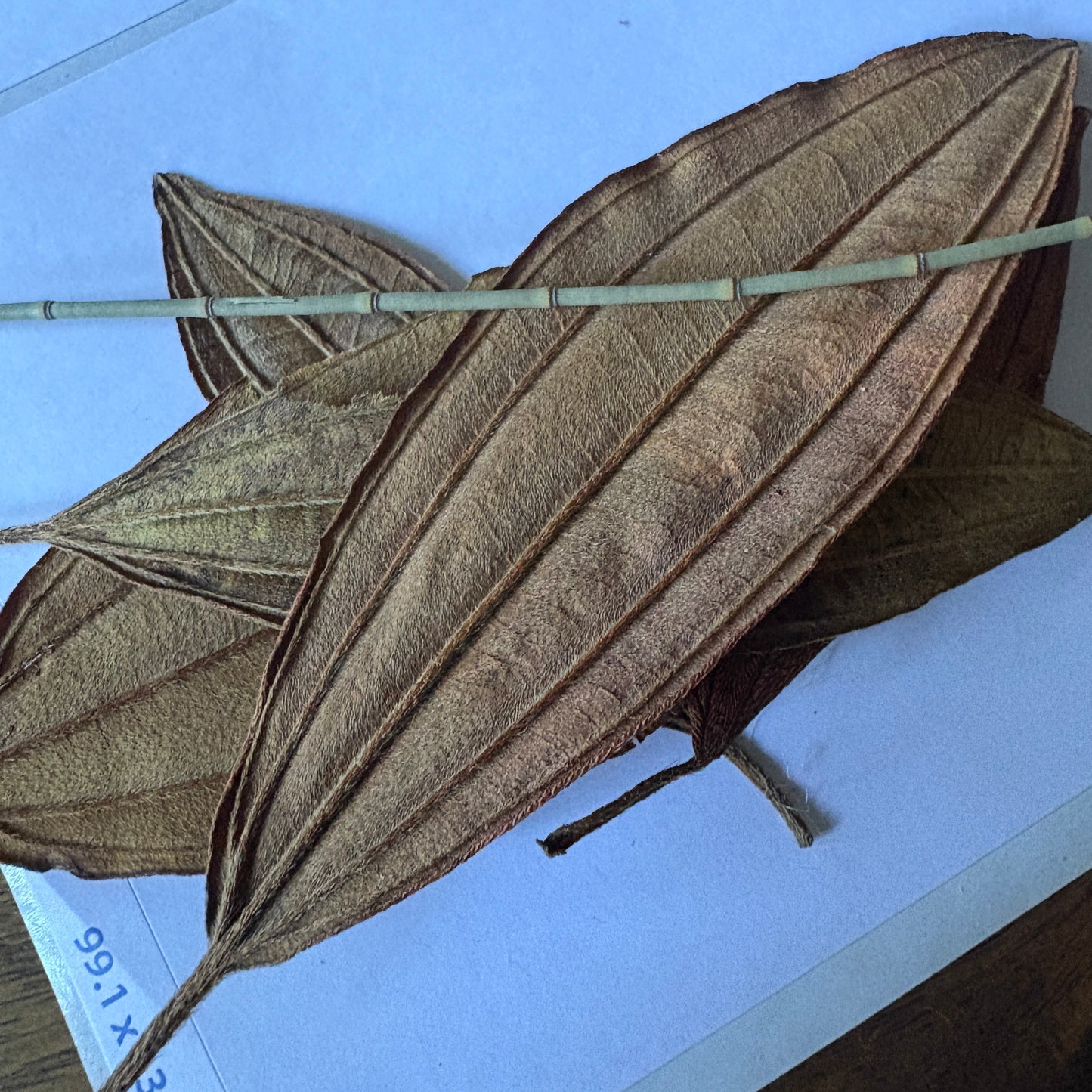 Special Edition Botanical Pack for Eco-Printing
