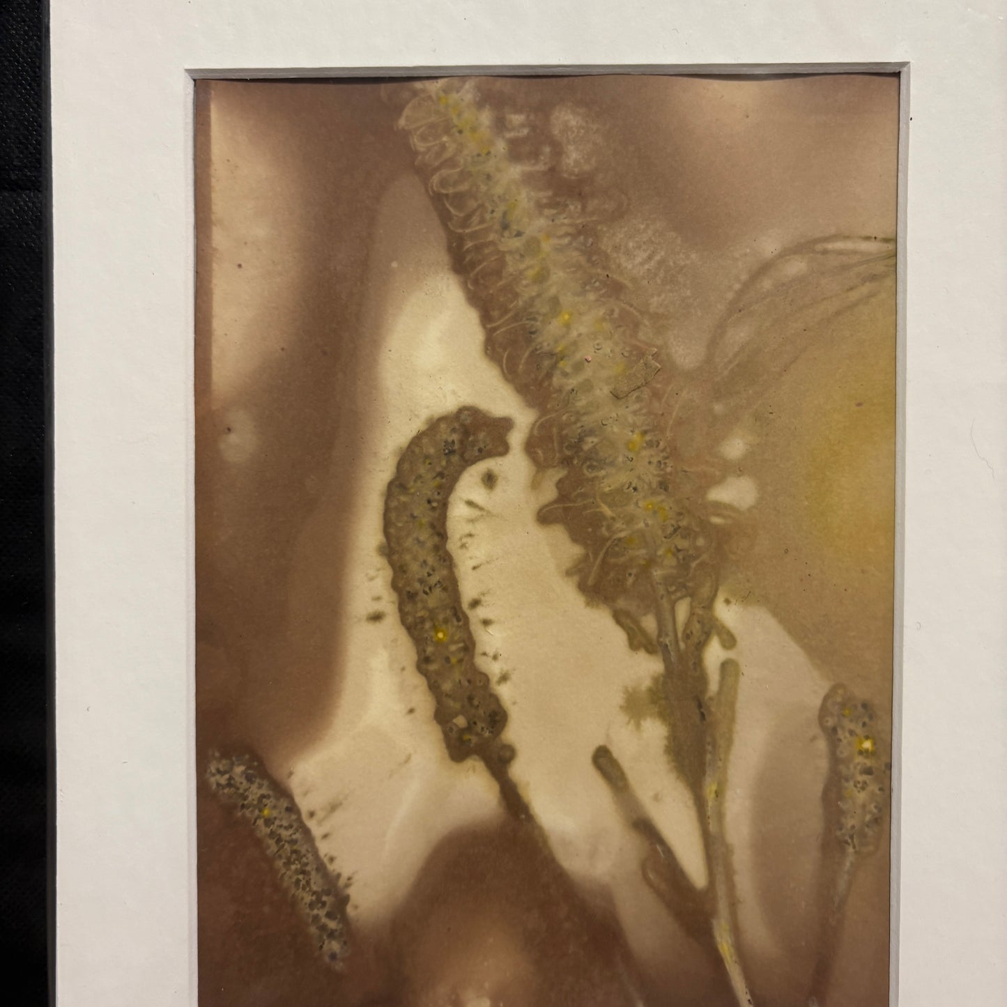 Ecoprints on watercolour paper