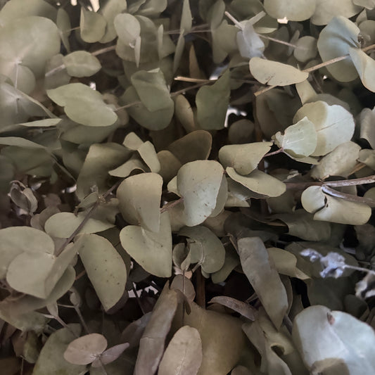 Eucalyptus sliver dollar box